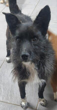 EFFIE, Hund, Mischlingshund in Portugal - Bild 2