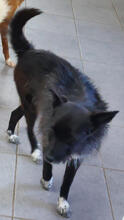 EFFIE, Hund, Mischlingshund in Portugal - Bild 3