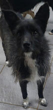 EFFIE, Hund, Mischlingshund in Portugal - Bild 4