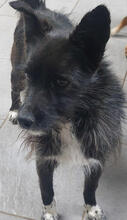 EFFIE, Hund, Mischlingshund in Portugal - Bild 5