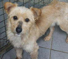 PRIMROSE, Hund, Mischlingshund in Portugal - Bild 1