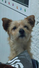 PRIMROSE, Hund, Mischlingshund in Portugal - Bild 2