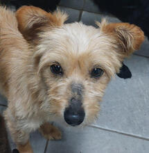PRIMROSE, Hund, Mischlingshund in Portugal - Bild 3