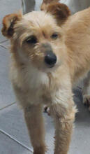 PRIMROSE, Hund, Mischlingshund in Portugal - Bild 4