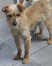 PRIMROSE, Hund, Mischlingshund in Portugal - Bild 5