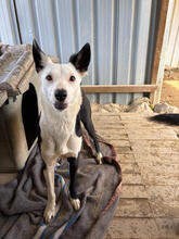 CLARINHA, Hund, Mischlingshund in Portugal - Bild 1