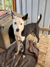 CLARINHA, Hund, Mischlingshund in Portugal - Bild 2