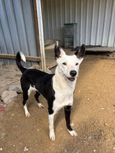 CLARINHA, Hund, Mischlingshund in Portugal - Bild 3