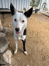 CLARINHA, Hund, Mischlingshund in Portugal - Bild 4