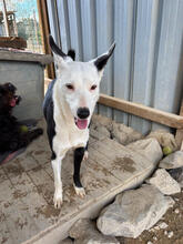 CLARINHA, Hund, Mischlingshund in Portugal - Bild 5