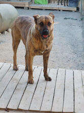 GINGER, Hund, Mischlingshund in Portugal - Bild 1