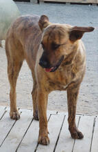GINGER, Hund, Mischlingshund in Portugal - Bild 2