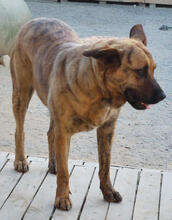 GINGER, Hund, Mischlingshund in Portugal - Bild 3