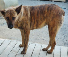 GINGER, Hund, Mischlingshund in Portugal - Bild 4