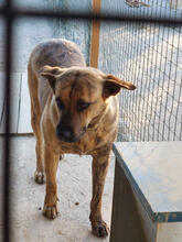 GINGER, Hund, Mischlingshund in Portugal - Bild 5