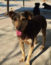 MAGS, Hund, Mischlingshund in Portugal - Bild 1
