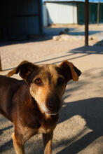 MAGS, Hund, Mischlingshund in Portugal - Bild 2