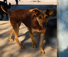 MAGS, Hund, Mischlingshund in Portugal - Bild 3
