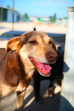 MAGS, Hund, Mischlingshund in Portugal - Bild 4