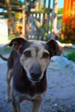 MAGS, Hund, Mischlingshund in Portugal - Bild 5