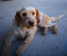 YETTI, Hund, Mischlingshund in Portugal - Bild 1