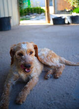 YETTI, Hund, Mischlingshund in Portugal - Bild 2