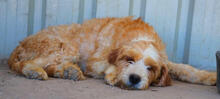 YETTI, Hund, Mischlingshund in Portugal - Bild 3