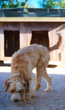 YETTI, Hund, Mischlingshund in Portugal - Bild 4