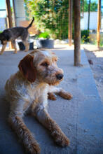 YETTI, Hund, Mischlingshund in Portugal - Bild 5