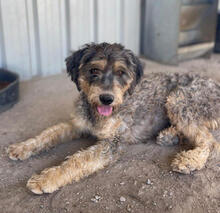 YARA, Hund, Mischlingshund in Portugal - Bild 1