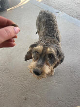 YARA, Hund, Mischlingshund in Portugal - Bild 2
