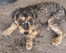YARA, Hund, Mischlingshund in Portugal - Bild 4