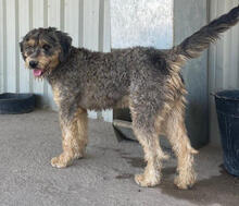 YARA, Hund, Mischlingshund in Portugal - Bild 5