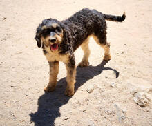 YLVIE, Hund, Mischlingshund in Portugal - Bild 1