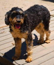 YLVIE, Hund, Mischlingshund in Portugal - Bild 2