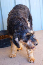YLVIE, Hund, Mischlingshund in Portugal - Bild 3