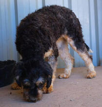 YLVIE, Hund, Mischlingshund in Portugal - Bild 4