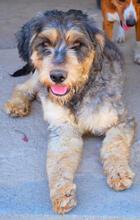 YELLA, Hund, Mischlingshund in Portugal - Bild 1