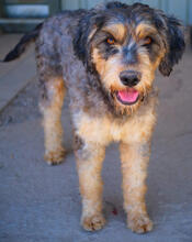 YELLA, Hund, Mischlingshund in Portugal - Bild 2