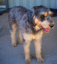 YELLA, Hund, Mischlingshund in Portugal - Bild 3