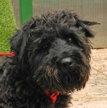 CATA, Hund, Zwergschnauzer in Spanien - Bild 1