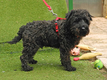 CATA, Hund, Zwergschnauzer in Spanien - Bild 2
