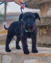 CATA, Hund, Zwergschnauzer in Spanien - Bild 3