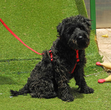 CATA, Hund, Zwergschnauzer in Spanien - Bild 4