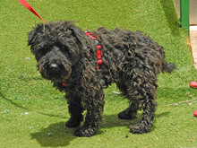 CATA, Hund, Zwergschnauzer in Spanien - Bild 5