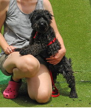 CATA, Hund, Zwergschnauzer in Spanien - Bild 6