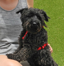 CATA, Hund, Zwergschnauzer in Spanien - Bild 7