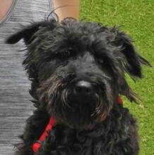 CATA, Hund, Zwergschnauzer in Spanien - Bild 8