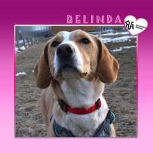 BELINDA, Hund, Mischlingshund in Bulgarien