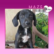 MAZE, Hund, Mischlingshund in Griechenland - Bild 1
